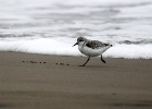 Kleine strandloper   C.Martijn